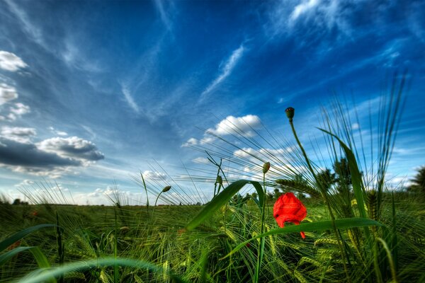 Poppy blooms in the meadow in summer