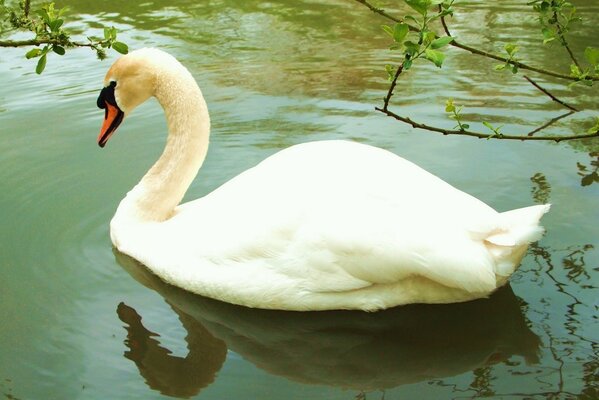 A lonely swan is floating on the water