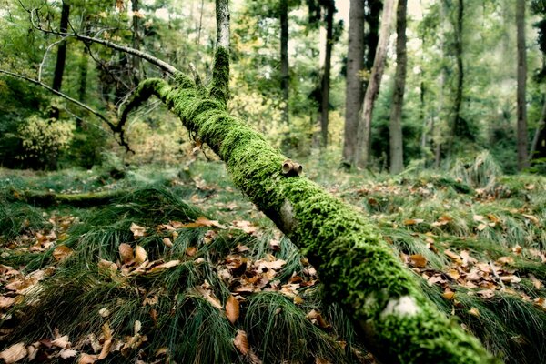 Moos und Gras, die auf einem Ast im Wald wachsen