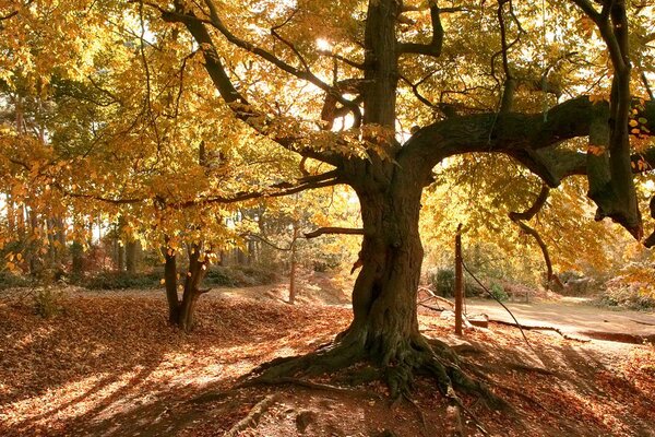 An old autumn tree with roots