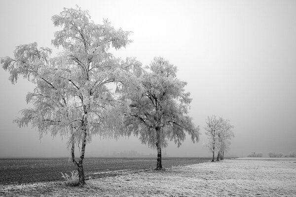 Śnieżne drzewa na drodze zimą