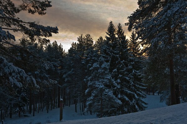 Trees in the winter forest