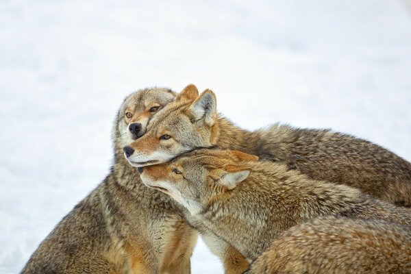 A pack of coyotes huddle together