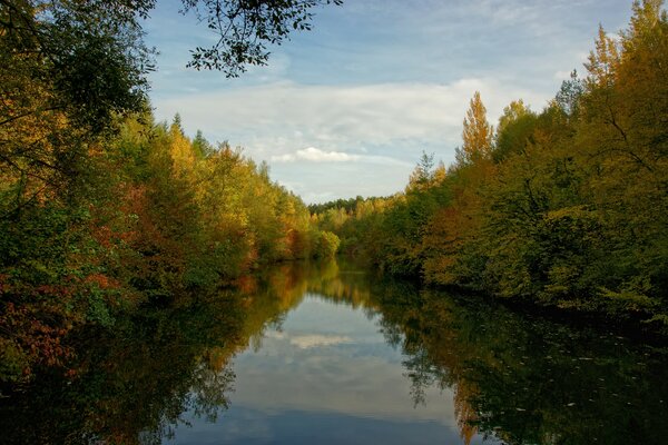 Ein Fluss fließt durch den Wald