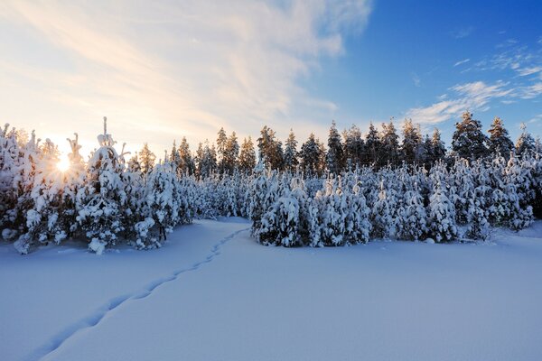 Dawn in the winter forest photo