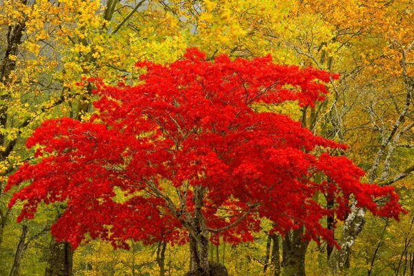 Die Pracht der Natur roter Herbstbaum