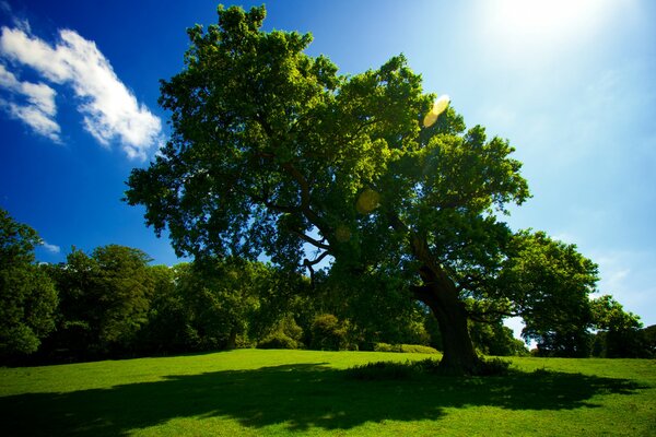 A tree in green grass and the sun