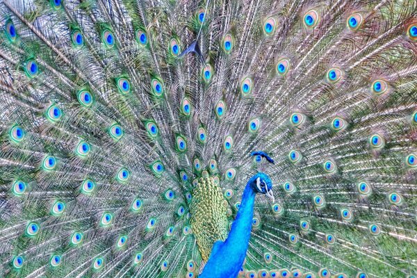 A beautiful peacock fluffed his tail