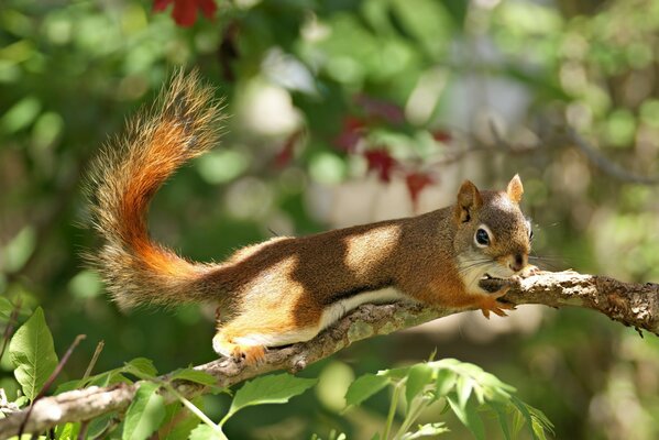 The squirrel was hiding on a branch