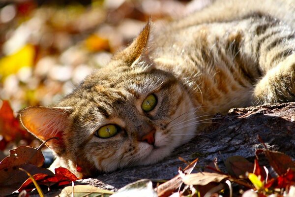 Faule Katze ruht im Herbstlaub aus