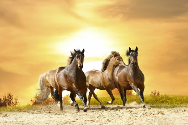 Horses gallop across the sand