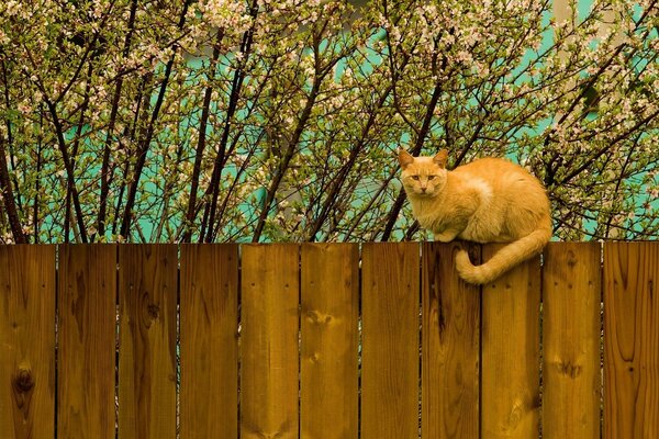 El gato de marzo en la valla