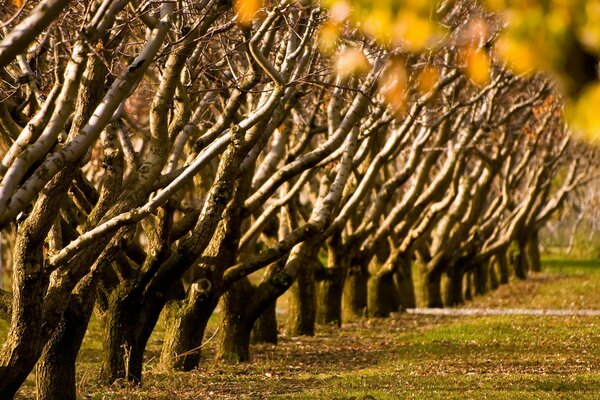 Fila de árboles en la hierba amarillenta