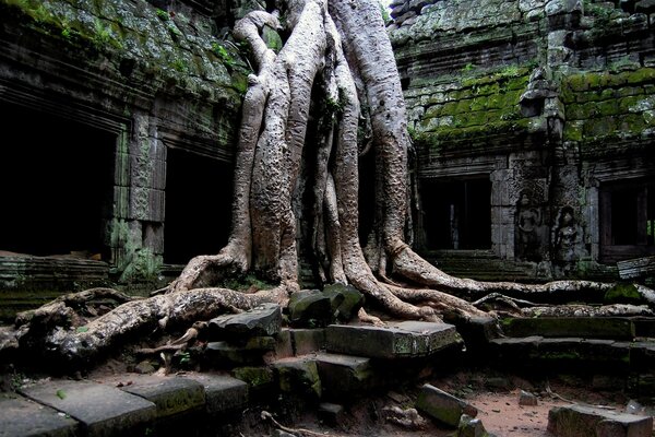 A tree among ancient ruins and ruins