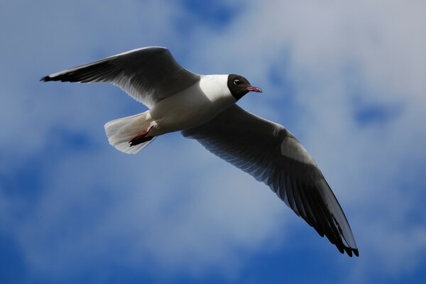 La mouette du lac s est envolée dans le ciel