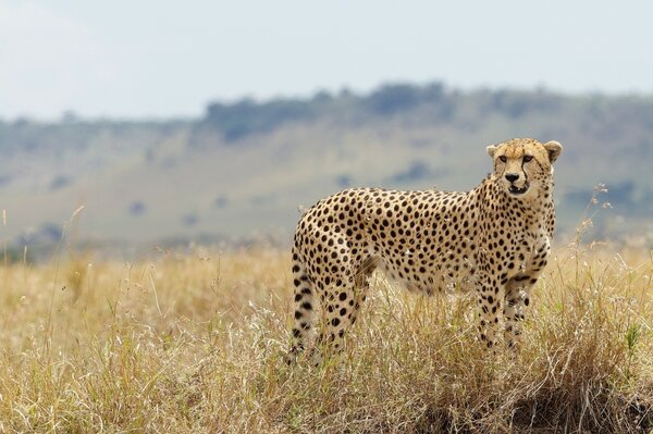 Guépard grillé dans la nature