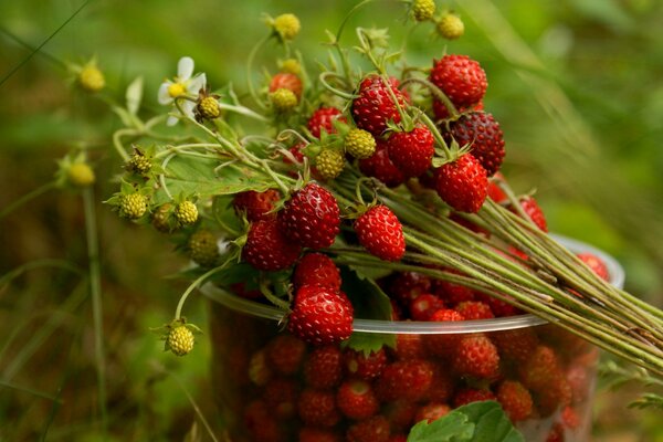 Zweige von Erdbeeren mit Blumen auf einem transparenten Glas