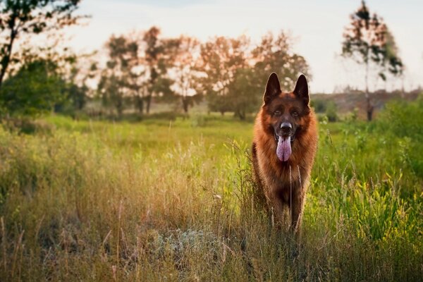 The German Shepherd is a man s friend