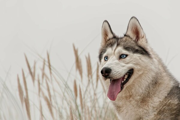 Husky mit blauen Augen