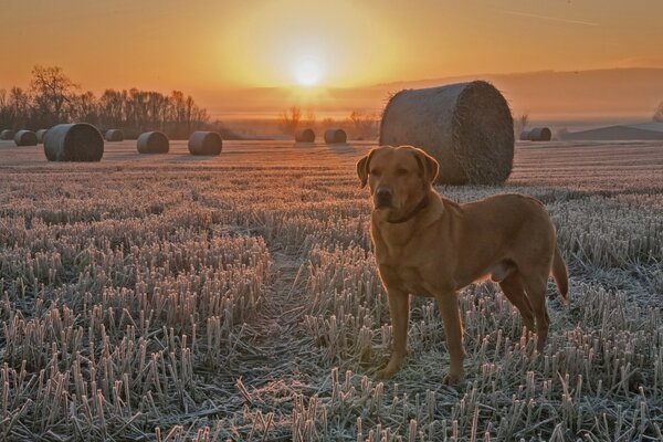 Hund im Feld bei Frost