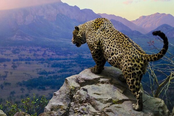 Un hermoso guepardo se para en la cima de un acantilado y Mira hacia abajo