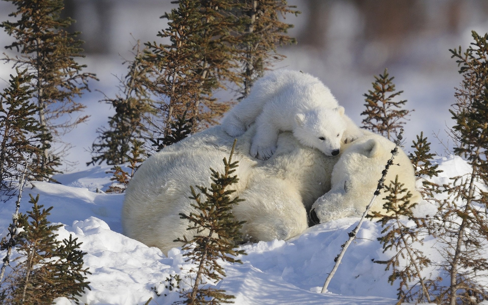 madre orso polare tenerezza neve situazioni bambini inverno