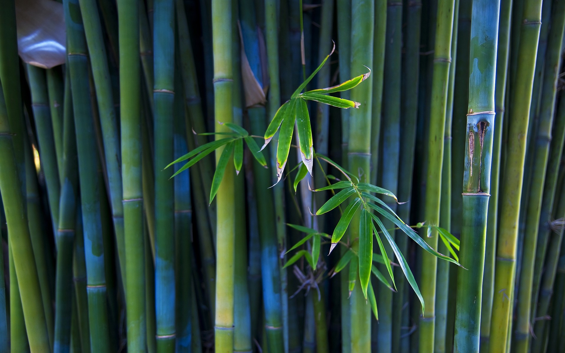 bamboo trunks plant