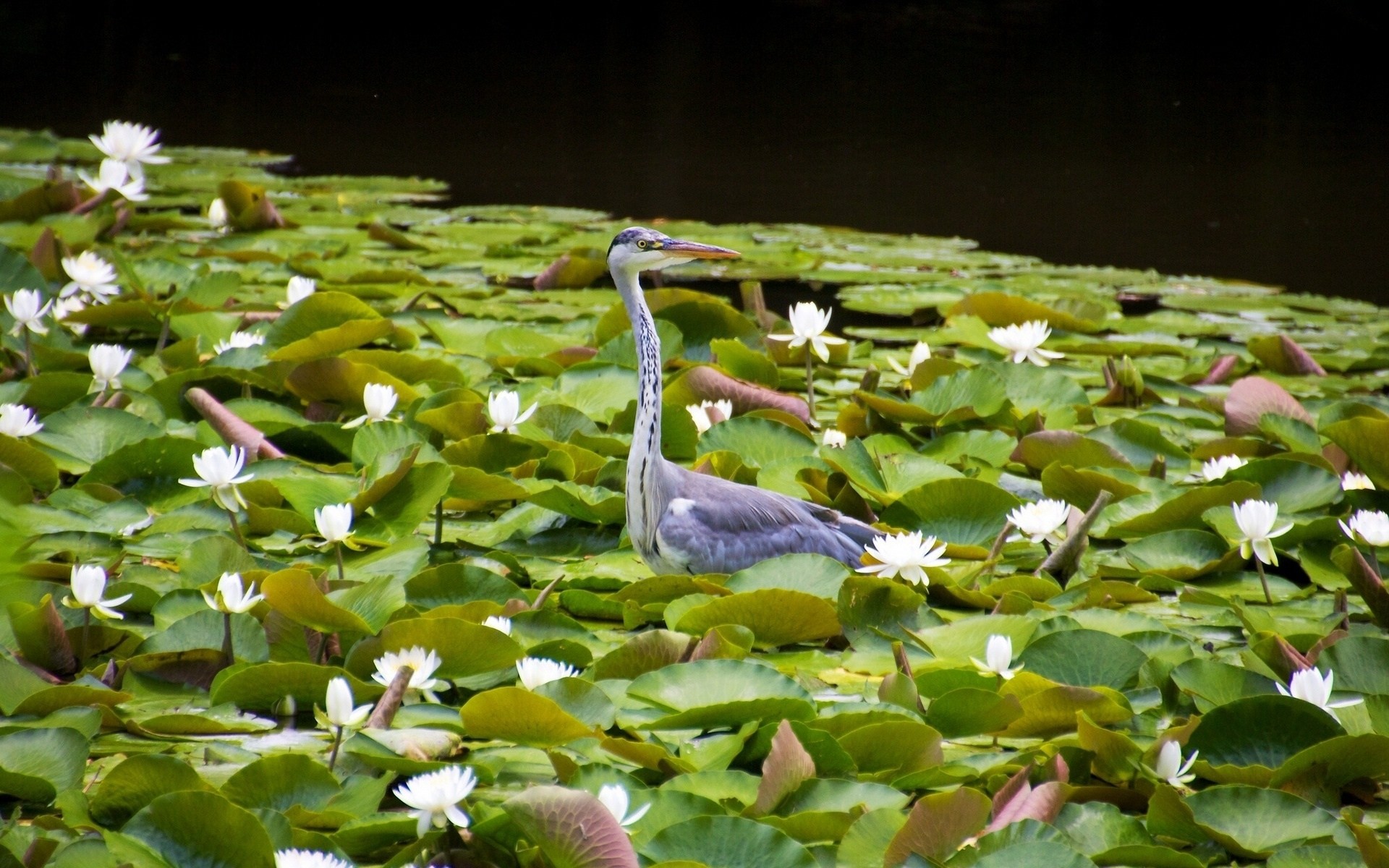 heet birds heron grey heron water lilie