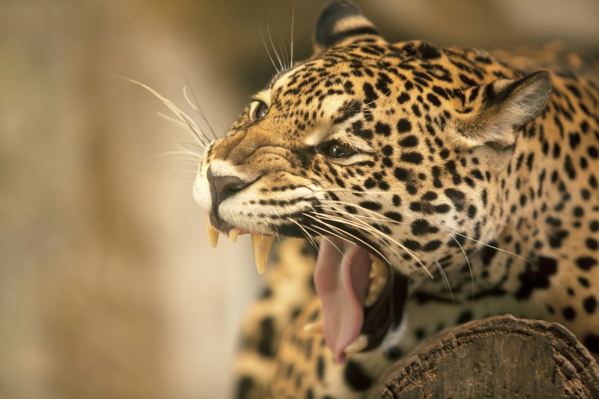 teeth jaguar mouth fangs wild cat english