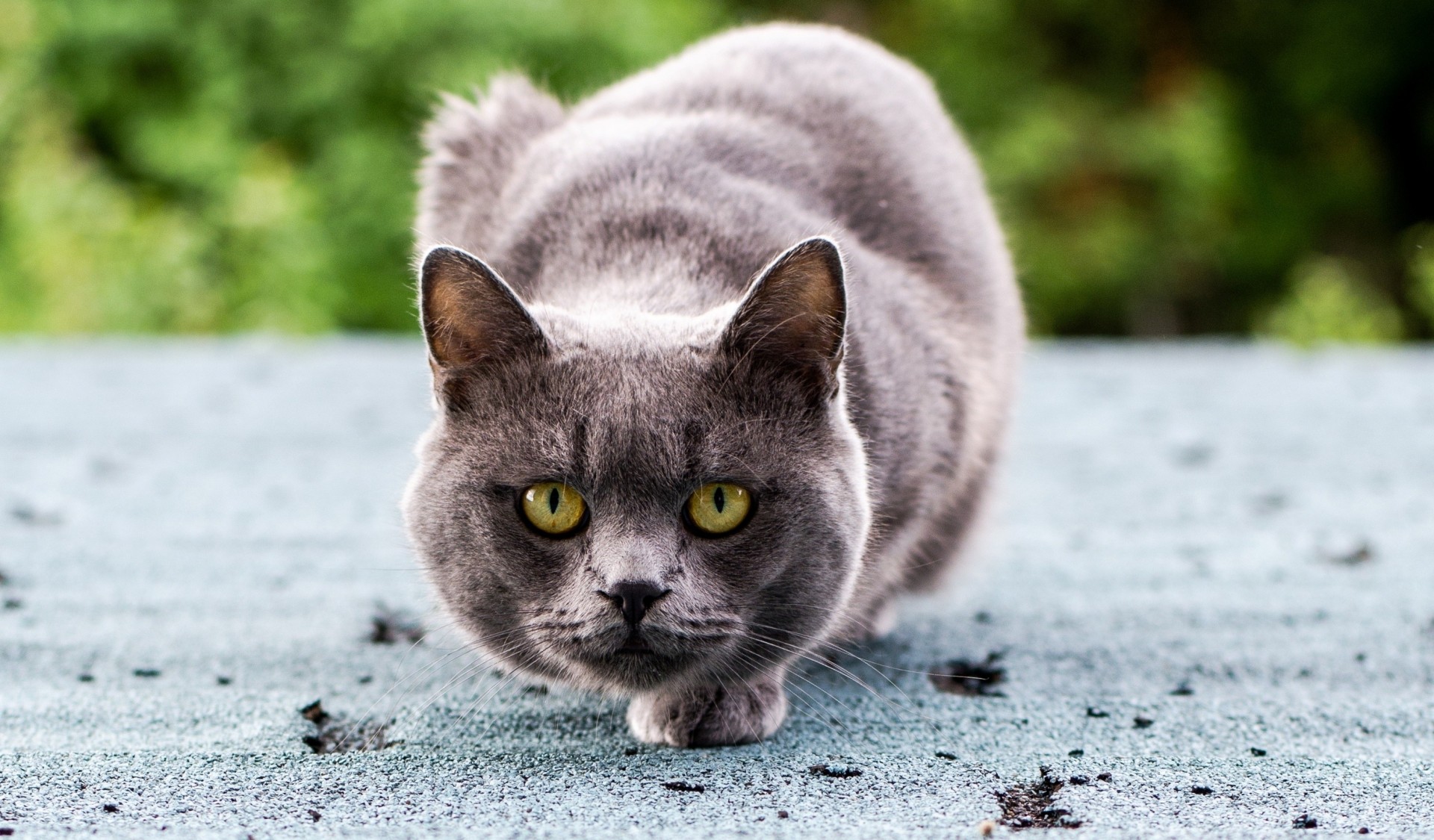 gris sentado ojos vista gato