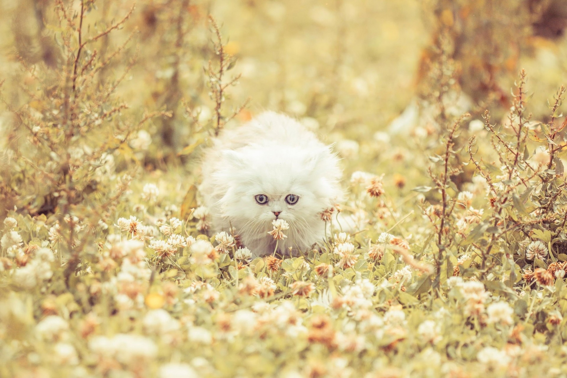 blanc trèfle chat