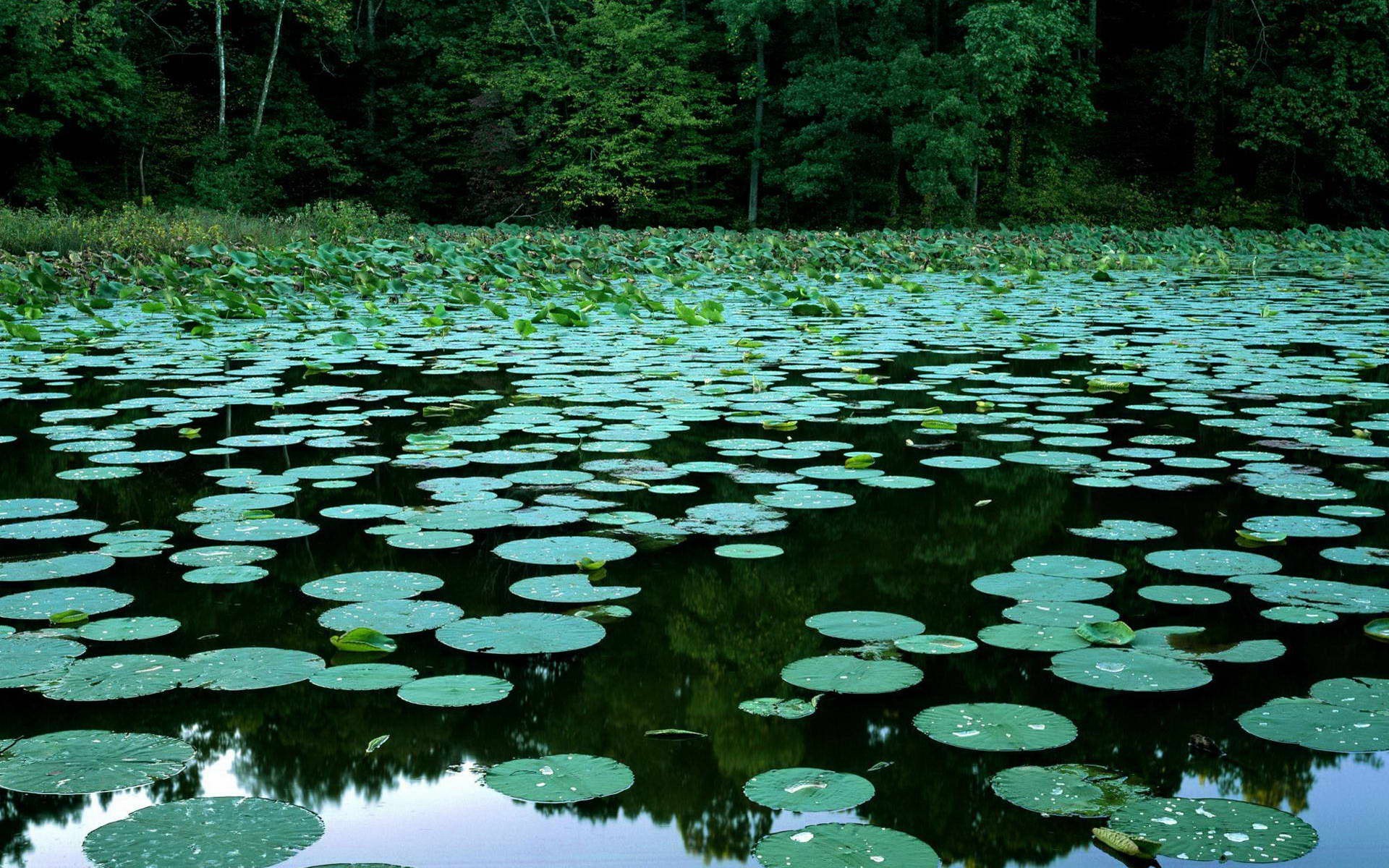 ninfee palude acqua vegetazione