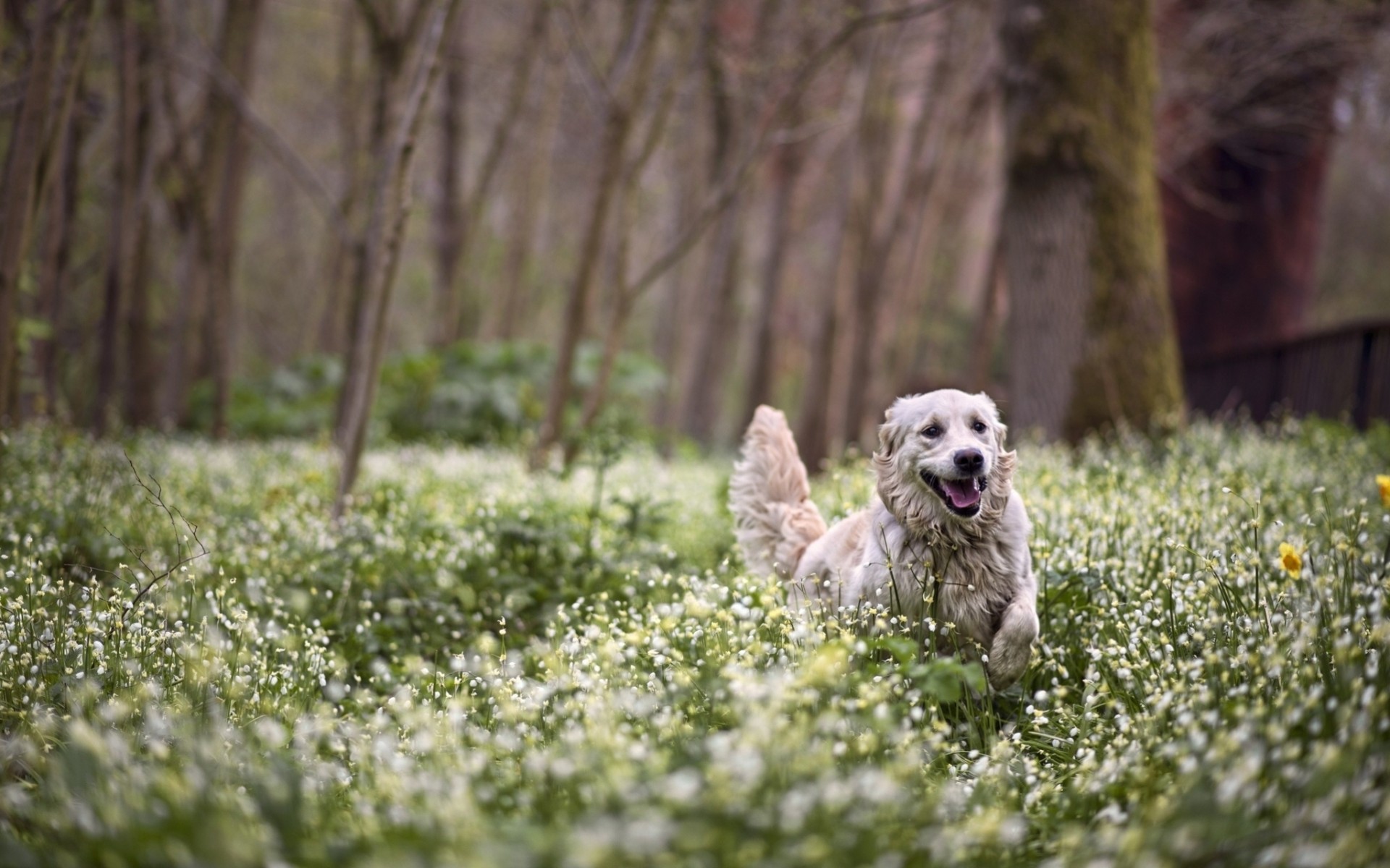 gioia cane foresta fiori passeggiata primavera