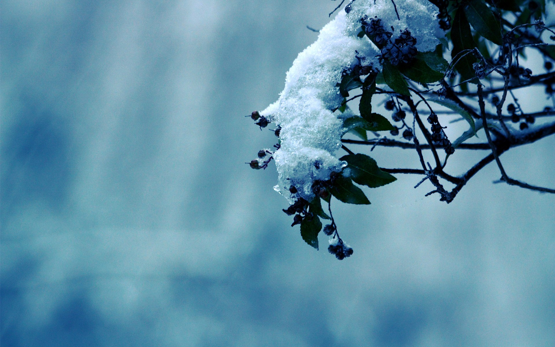 winter snow branch berrie