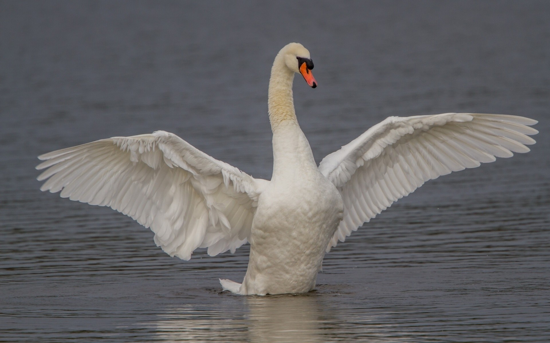 oiseaux ailes cygne