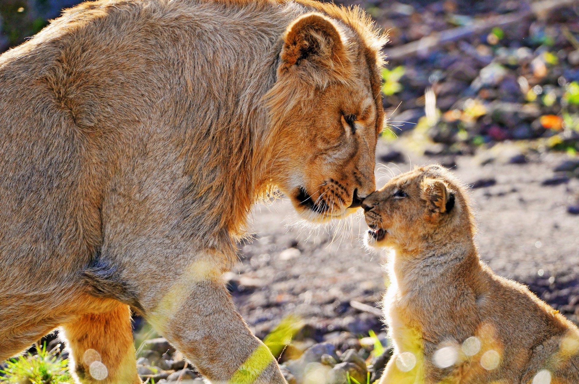 predatore cucciolo di leone cucciolo attenzione tenerezza cura leonessa