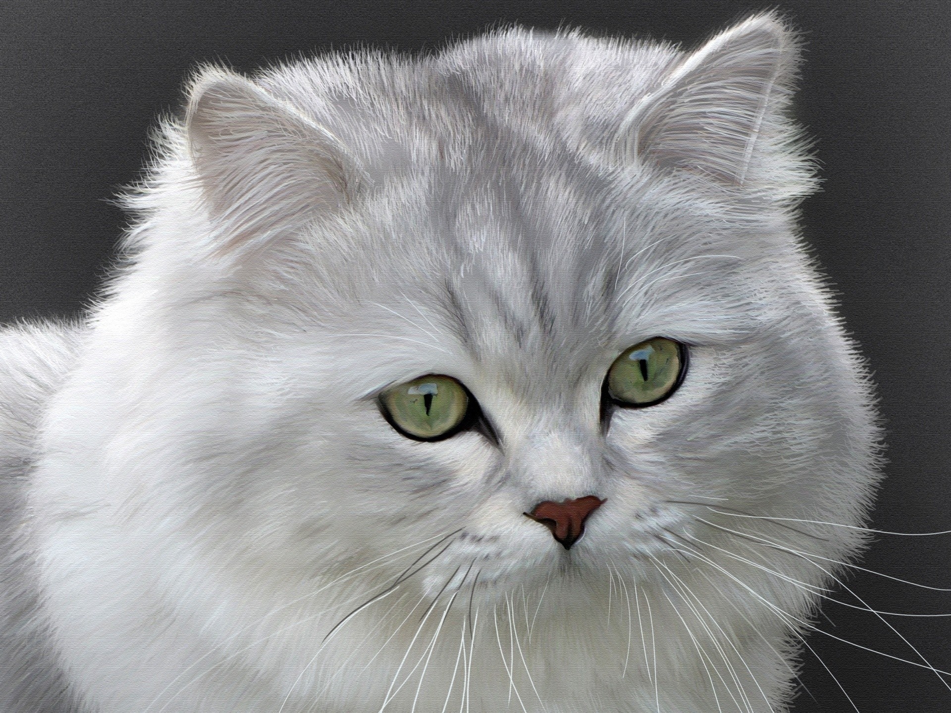 gatto british longhair