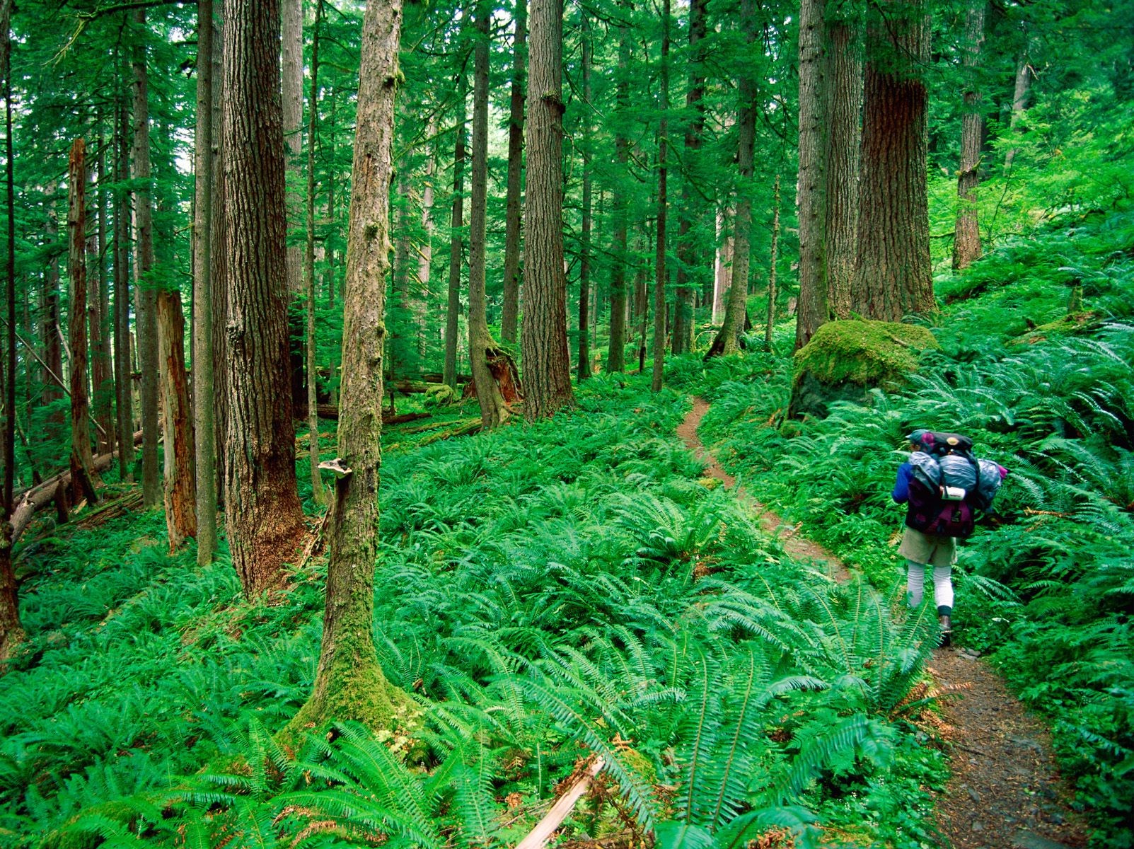 bosque hierba turista