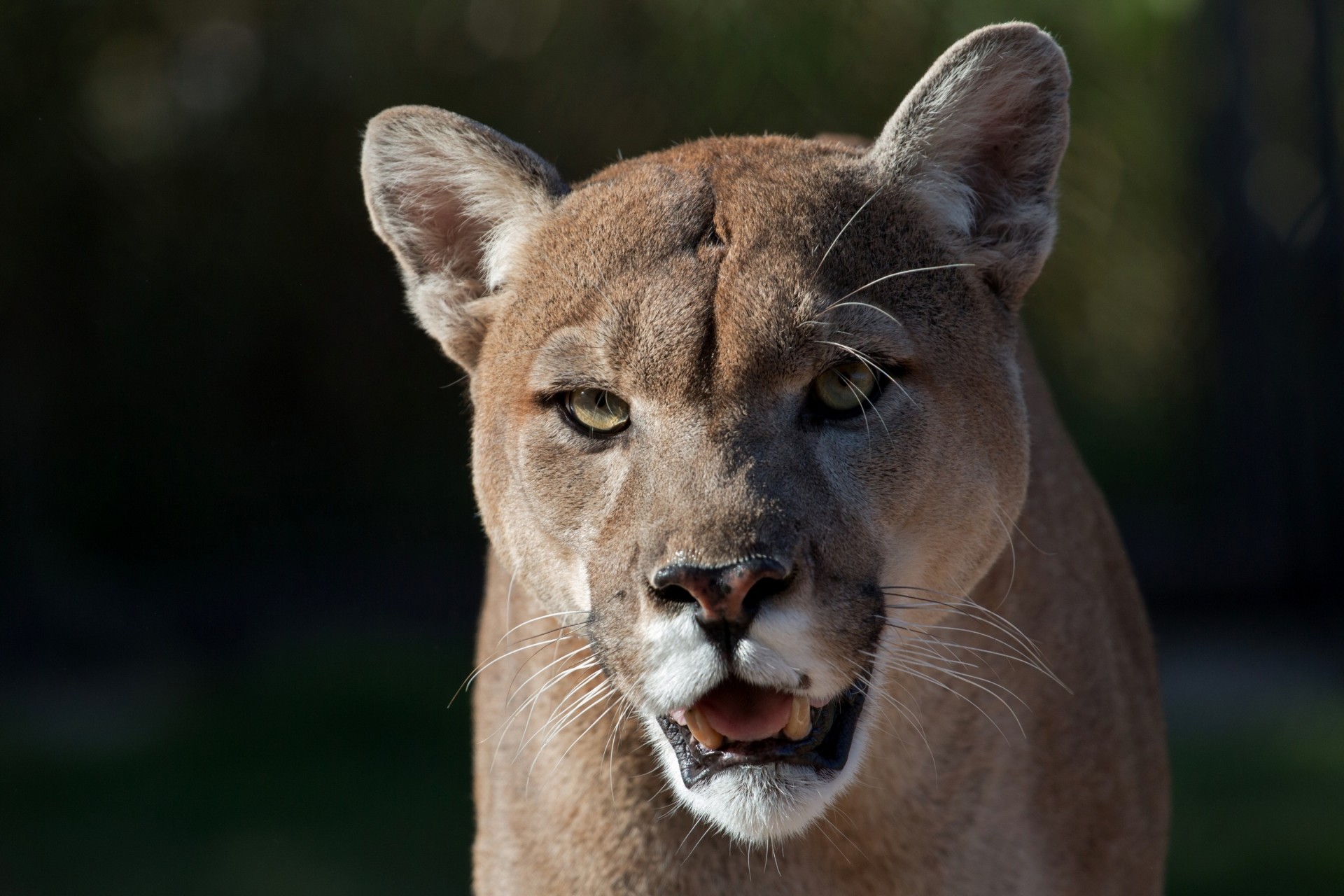 gato salvaje dientes puma león de montaña