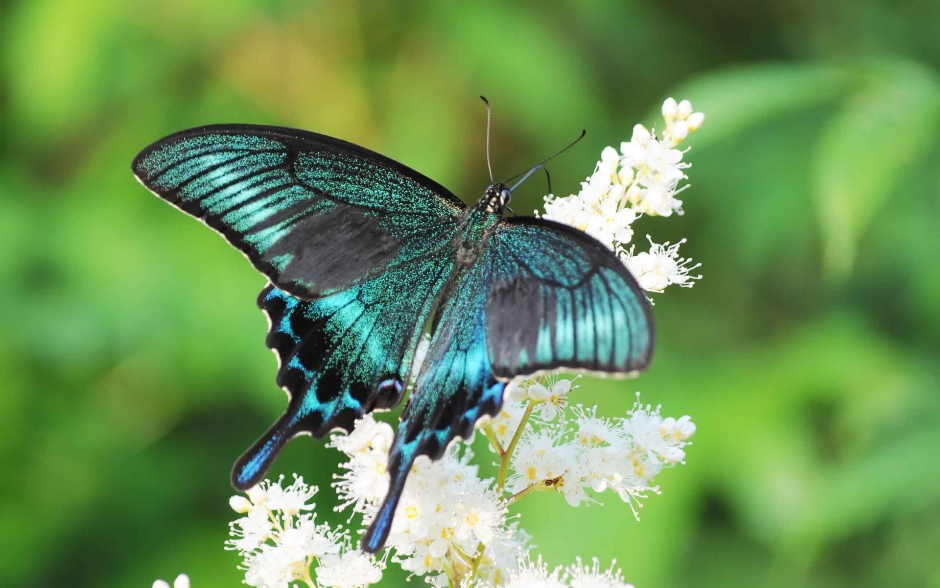 velero flor swallowtail verano