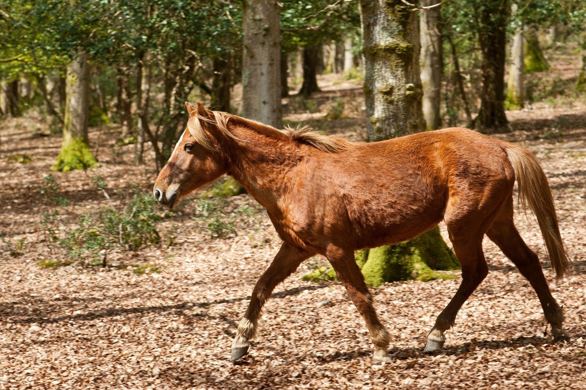 running horse red