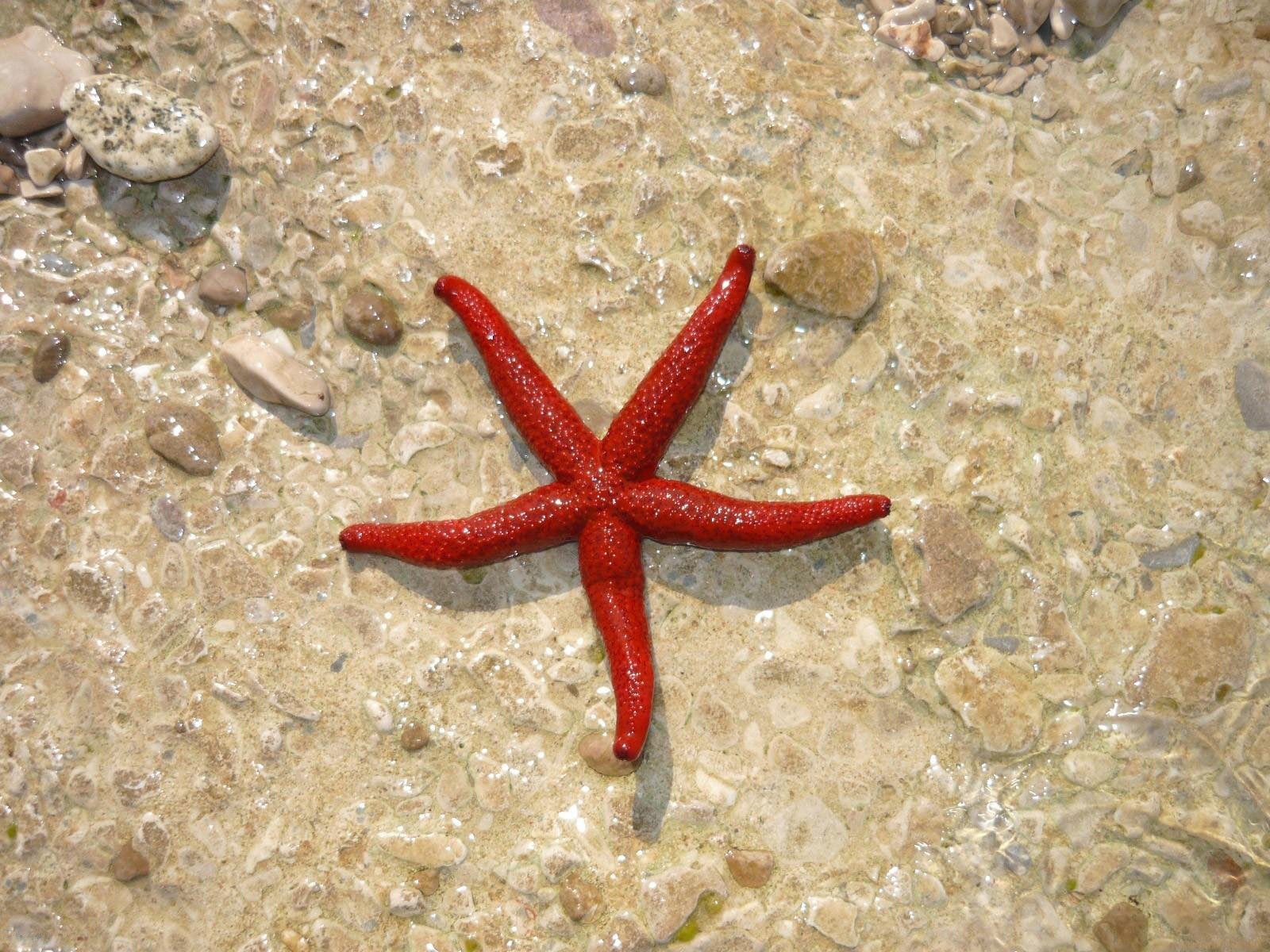 stella marina acqua pietre