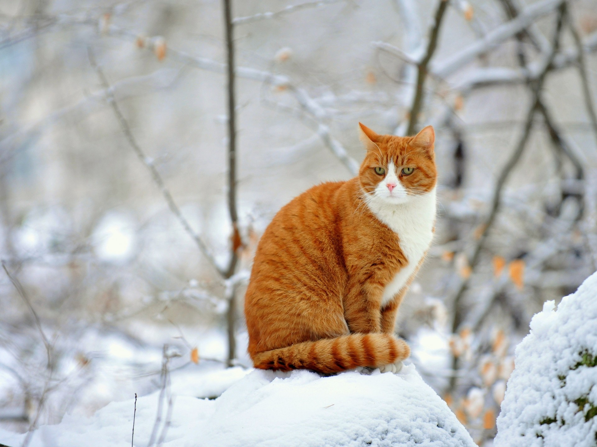 pelirroja nieve gato