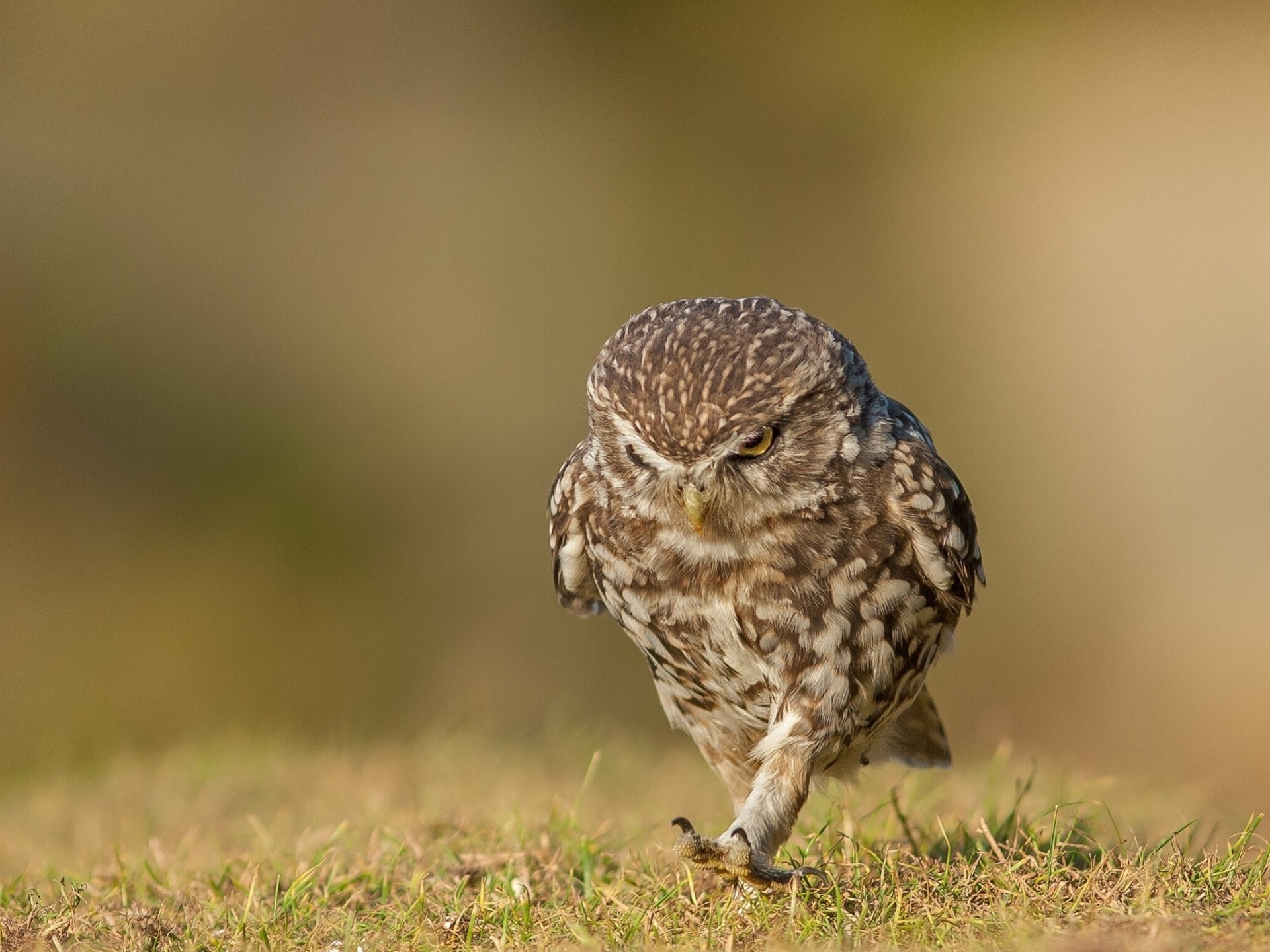 promenade hibou hibou