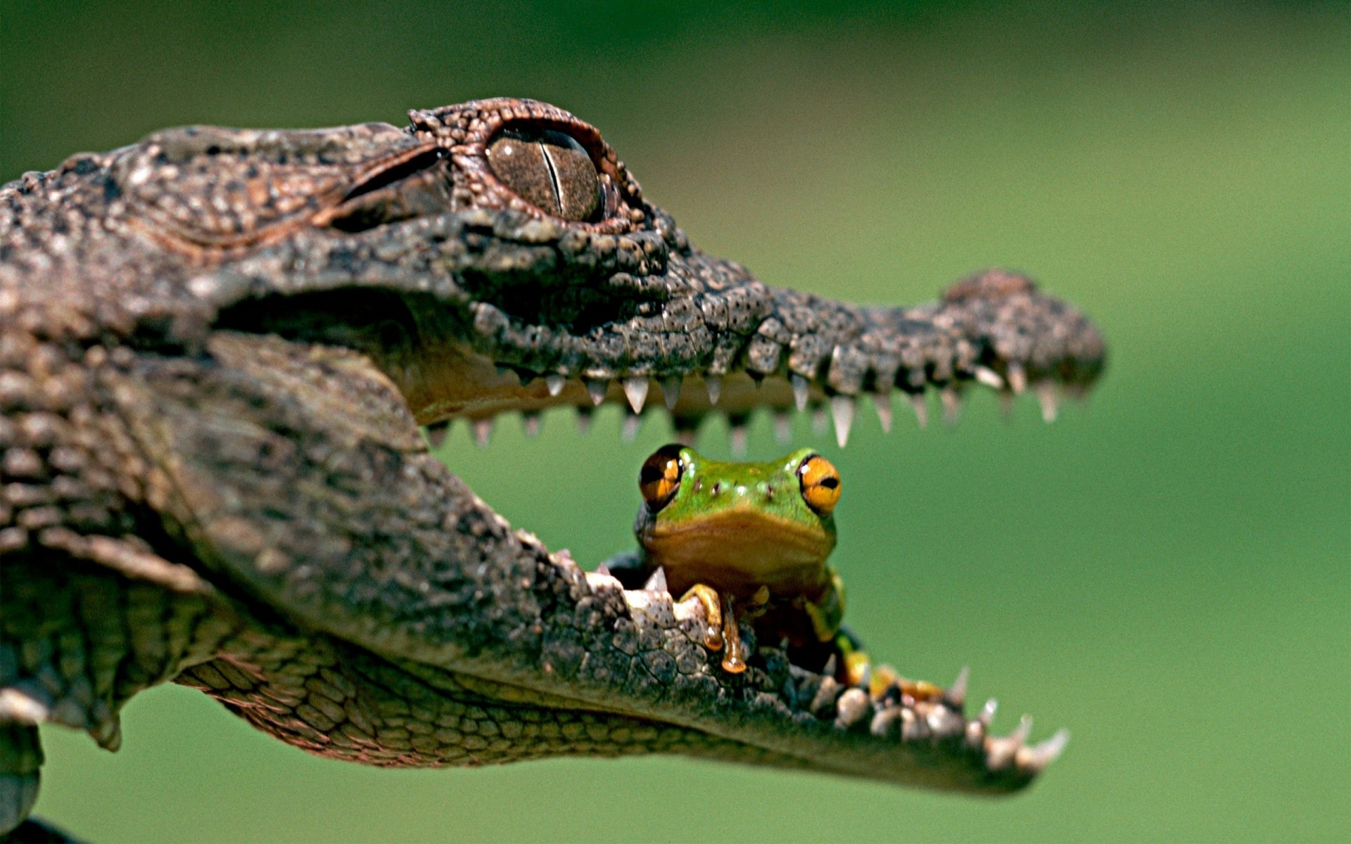 crocodile amis grenouille