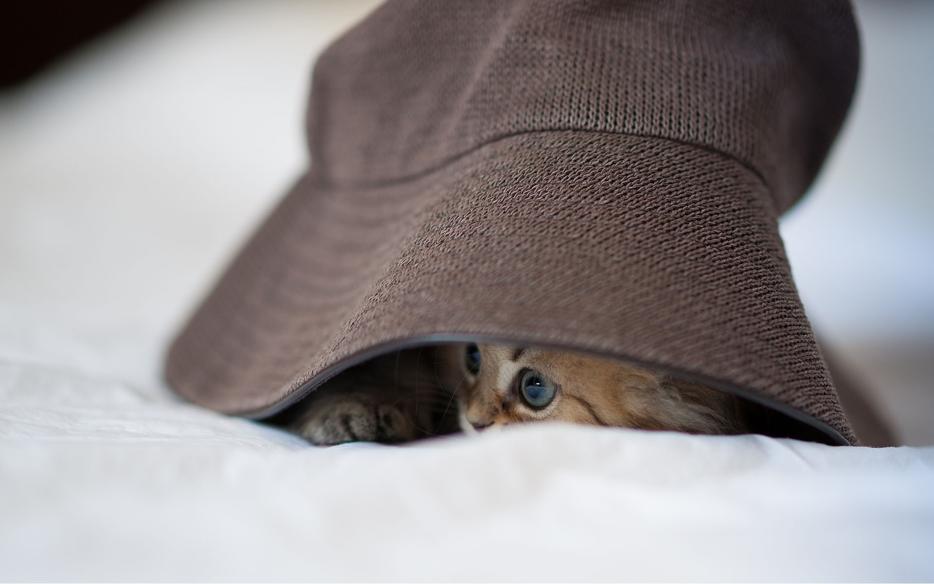 katze versteckt panama mütze