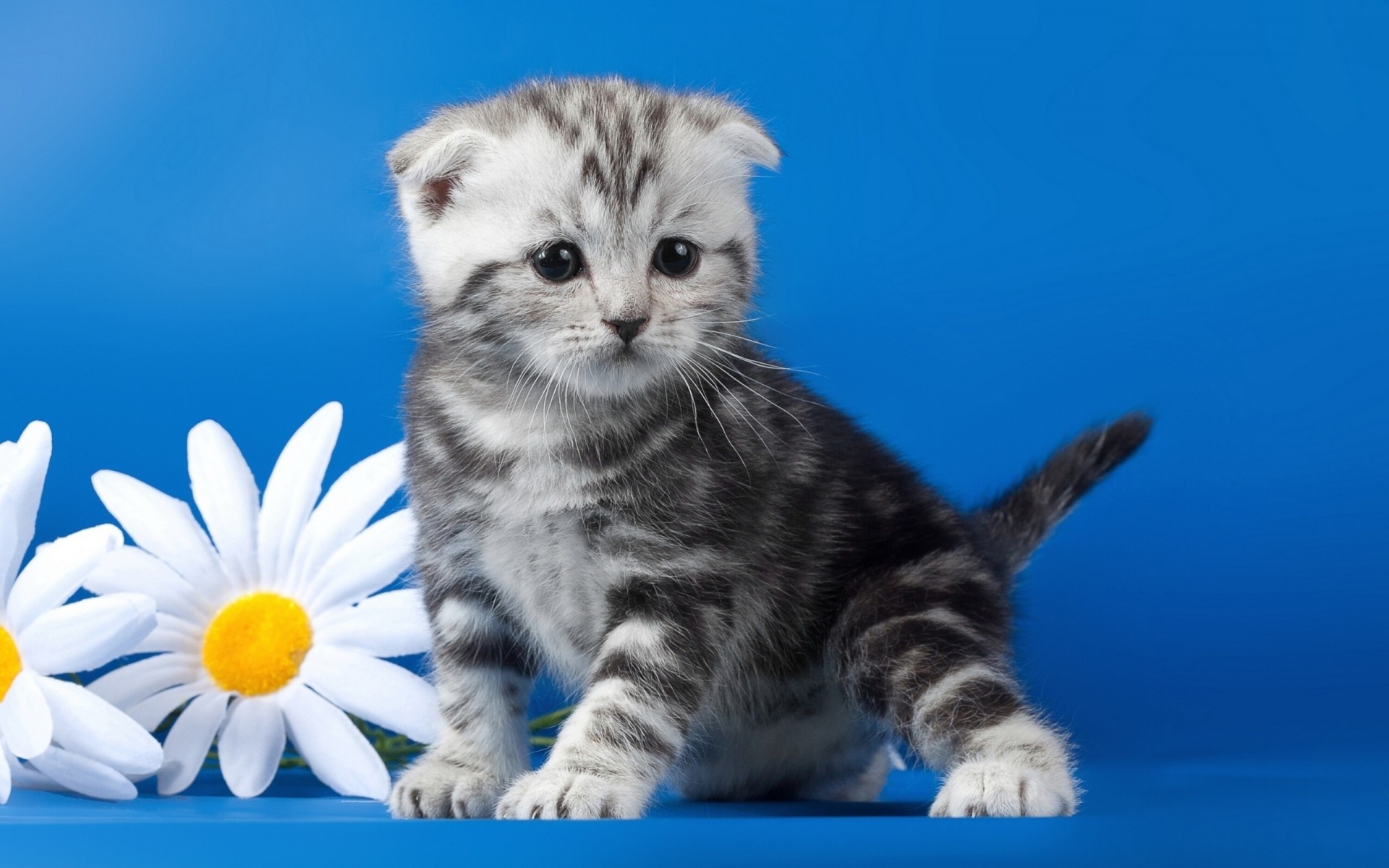 gänseblümchen katze blumen