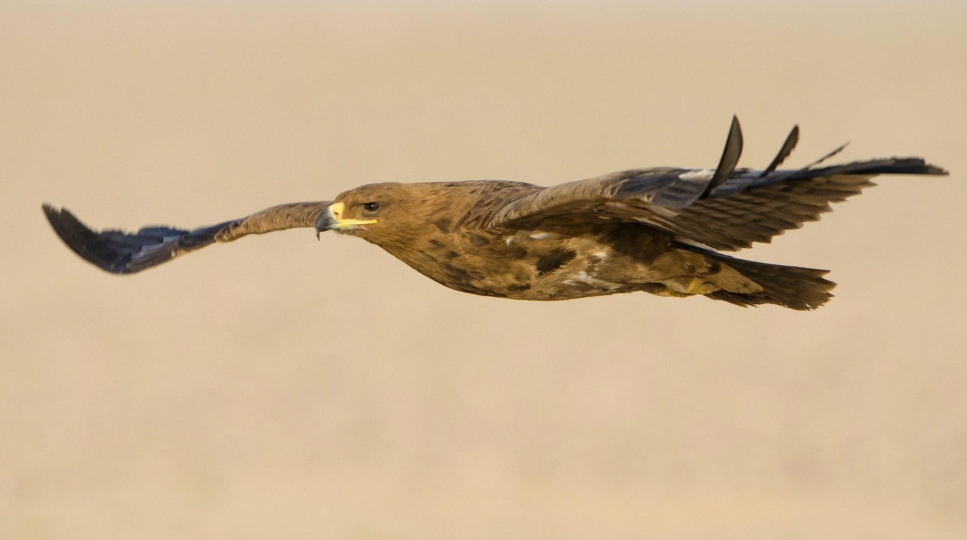 oiseaux prédateur