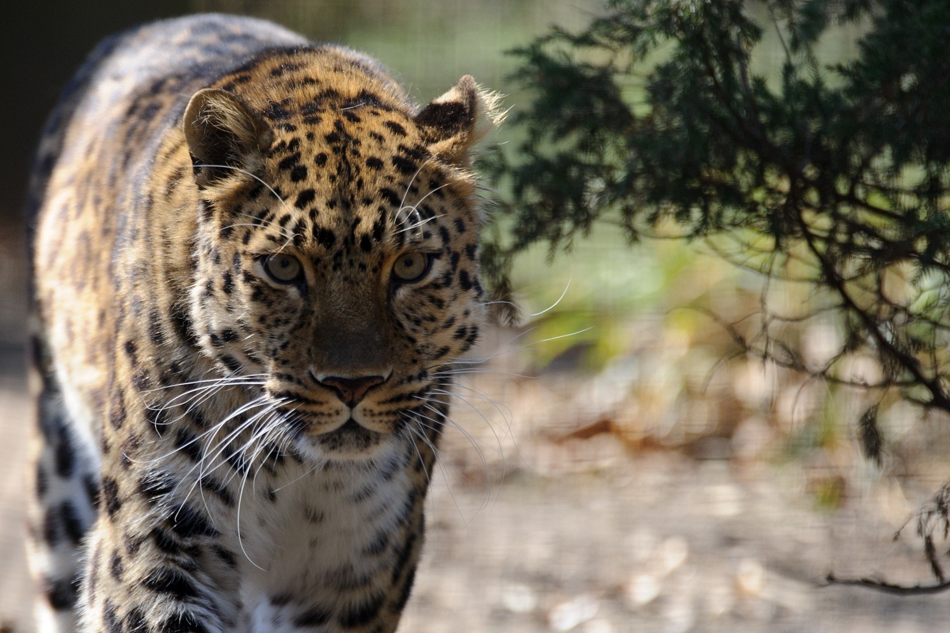 teeth wild cat leopard