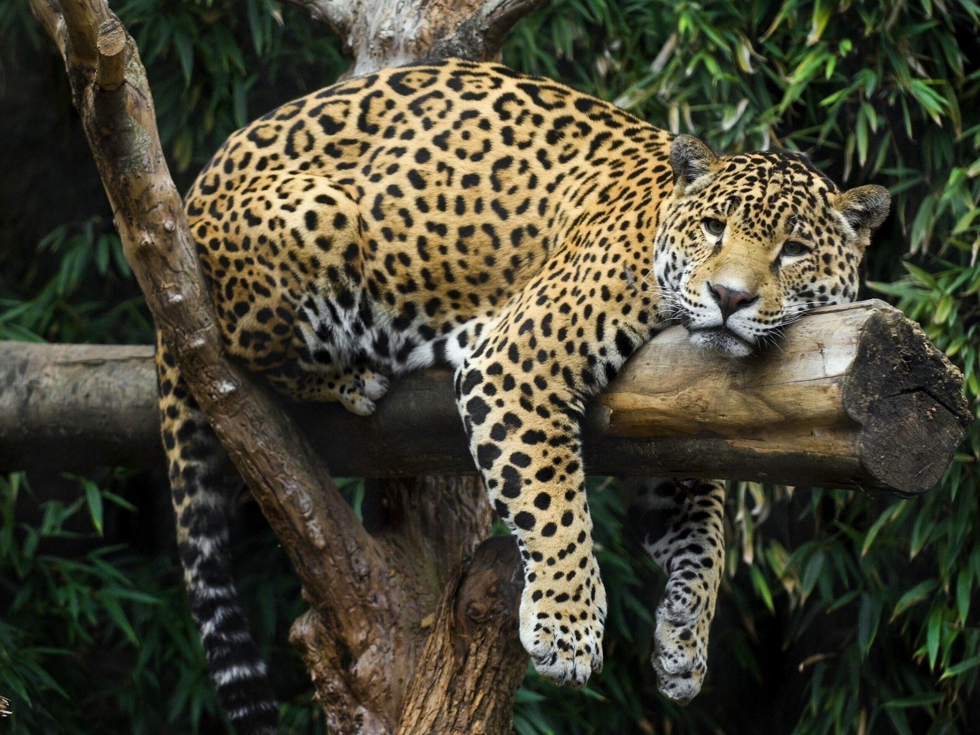 baumstamm entspannt jaguar ruhe